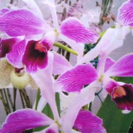 Cattleya(Laelia) purpurata var. striata × sib 2.5"