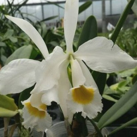 Cattleya eldorado var. alba × sib 1.7"