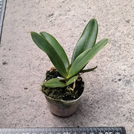 Cattleya eldorado var. alba × sib 1.7"