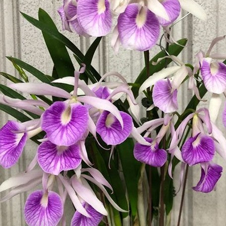 Brassocattleya Morning Glory 'Valentine Kiss' 2.5"