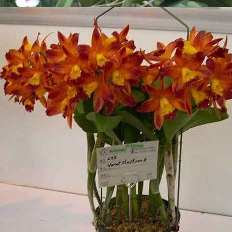 Cattlianthe Varut Startrack 'Golden Tiger' 2.5"