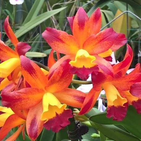 Cattlianthe Varut Startrack 'Golden Tiger' 2.5"