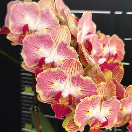 Phalaenopsis Fuller's Gold Stripe '458' (peloric 2 eyes) 2.5"