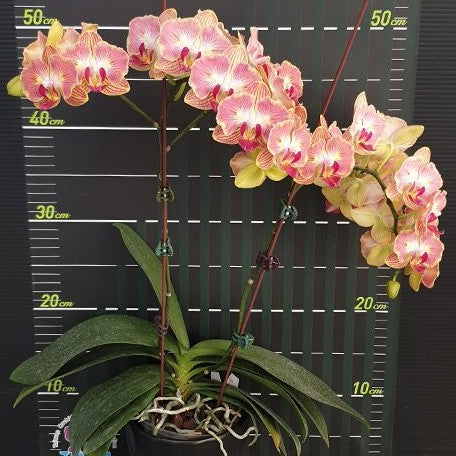 Phalaenopsis Fuller's Gold Stripe '458' (peloric 2 eyes) 2.5"