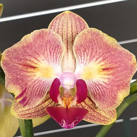 Phalaenopsis Fuller's Gold Stripe '458' (peloric 2 eyes) 2.5"