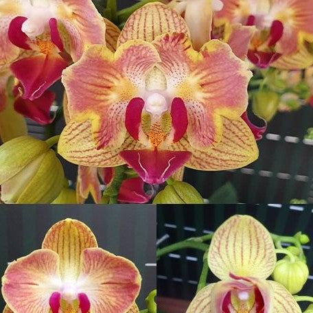 Phalaenopsis Fuller's Gold Stripe '458' (peloric 2 eyes) 2.5"