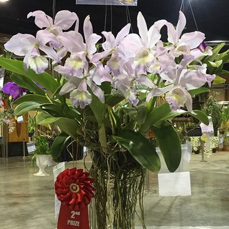 Cattleya Sea Breeze 'Blue Ribbon' HCC/AOS 2.5"