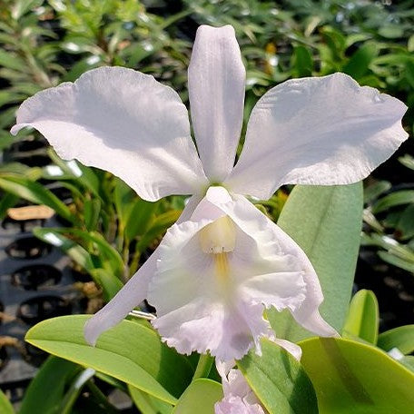 Cattleya Sea Breeze 'Blue Ribbon' HCC/AOS 2.5"