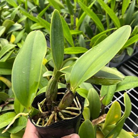 Cattleya Sea Breeze 'Blue Ribbon' HCC/AOS 2.5"