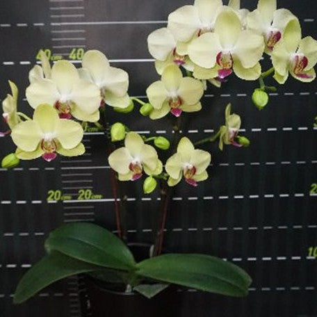 Phalaenopsis Fortune Saltzman 2.5"