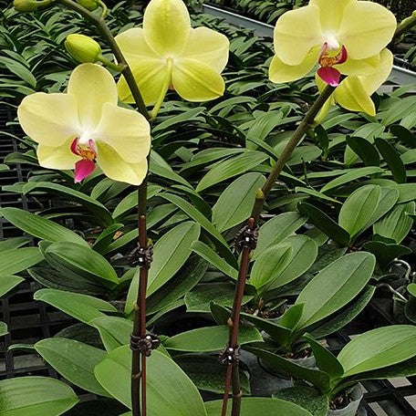 Phalaenopsis Fortune Saltzman 2.5"