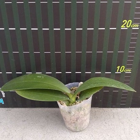 Phalaenopsis Fortune Saltzman 2.5"