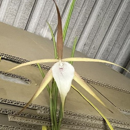 Brassavola Yaki (=appendiculata × nodosa) 2.5"