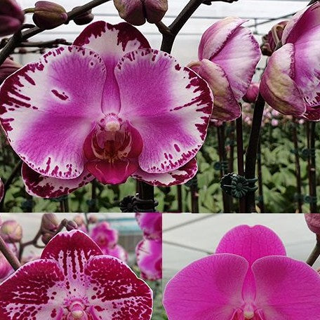 Phalaenopsis Pearl Beauty (variegata) variegated 2.5"