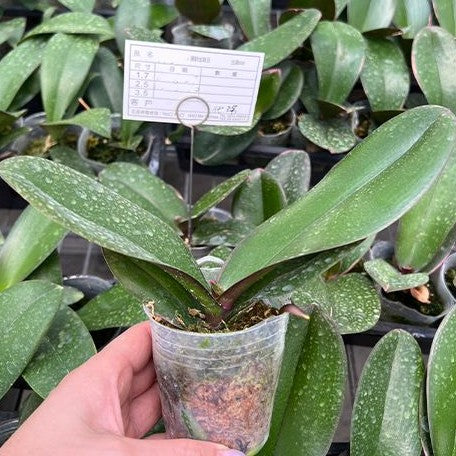 Phalaenopsis Pearl Beauty (variegata) variegated 2.5"