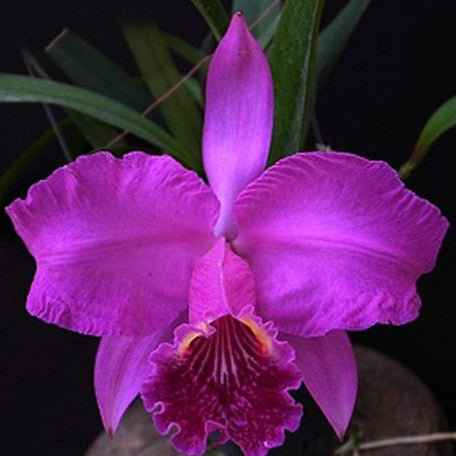 Cattleya lueddemanniana var. rubra × sib 2.5"