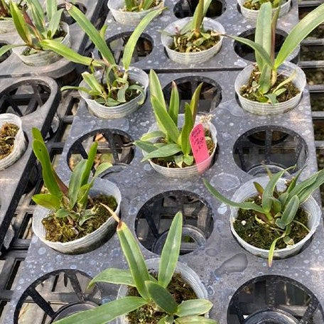 Cattleya lueddemanniana var. rubra × sib 2.5"