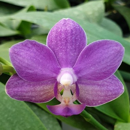 Phalaenopsis Yu Yang Little Peacock '387' 2.5"