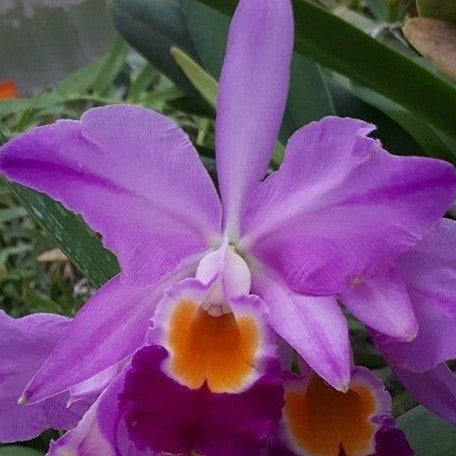 Cattleya eldorado 'Macrangraecum Ito' BM/JOS 2.5"