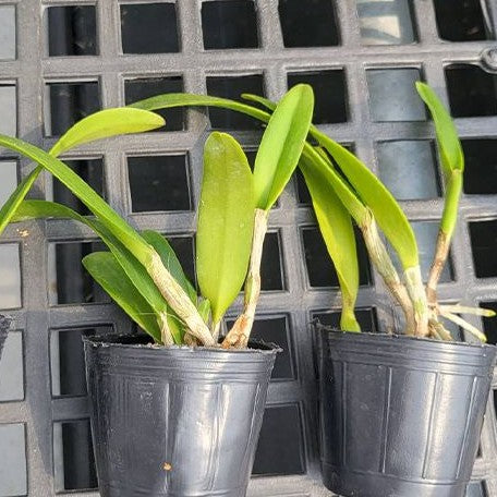 Cattleya eldorado 'Macrangraecum Ito' BM/JOS 2.5"