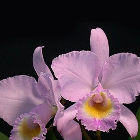 Cattleya trianaei var. concolor × sib 2.5"