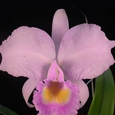 Cattleya trianaei var. concolor × sib 2.5"