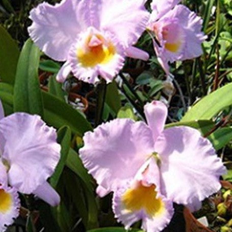 Cattleya trianaei var. concolor × sib 2.5"