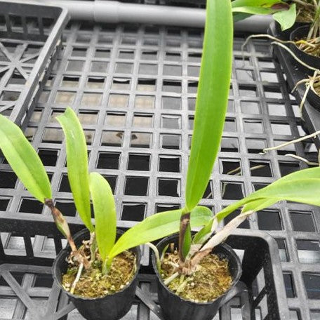 Cattleya trianaei var. concolor × sib 2.5"