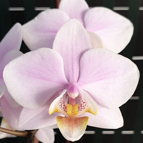 Phalaenopsis Pinlong Cheris 2.5"