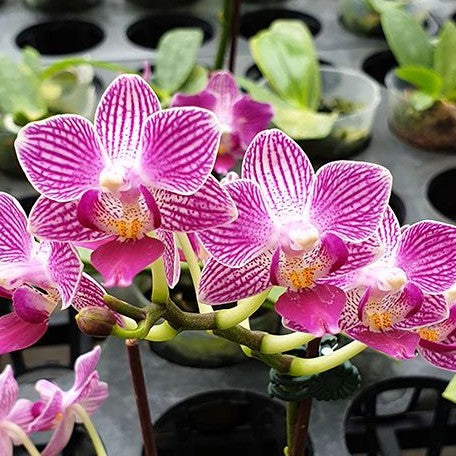 Phalaenopsis Younghome Sweety × Sogo Yenlin 2.5"