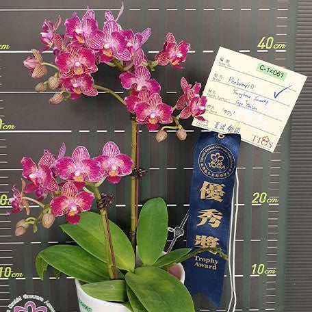 Phalaenopsis Younghome Sweety × Sogo Yenlin 2.5"