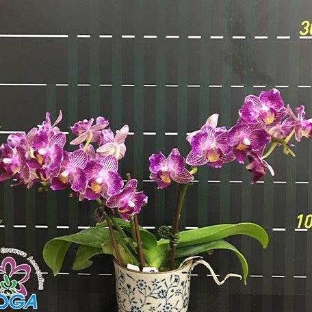 Phalaenopsis Younghome Sweety × Sogo Yenlin 2.5"