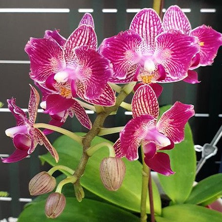 Phalaenopsis Younghome Sweety × Sogo Yenlin 2.5"