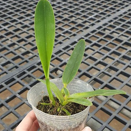 Cattleya(Laelia) purpurata var. werkhauseri × striata 2.5"