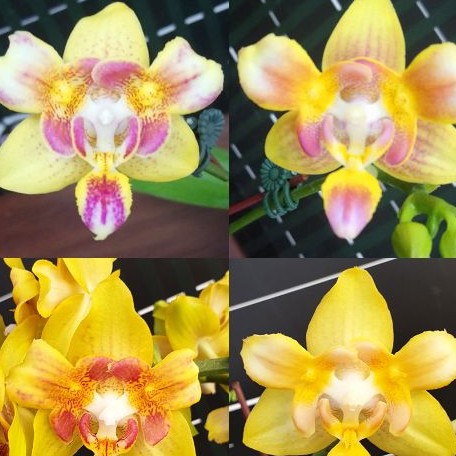 Phalaenopsis Yaphon Perbalm (peloric 3 lips) 2.5"