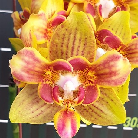 Phalaenopsis Yaphon Perbalm (peloric 3 lips) 2.5"