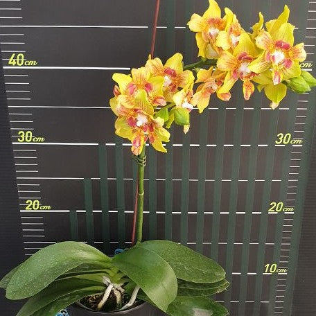 Phalaenopsis Yaphon Perbalm (peloric 3 lips) 2.5"