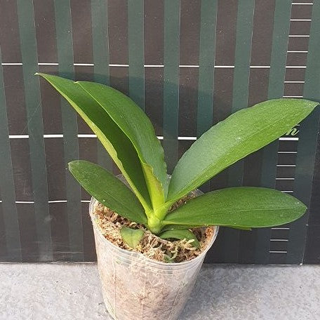 Phalaenopsis Yaphon Perbalm (peloric 3 lips) 2.5"