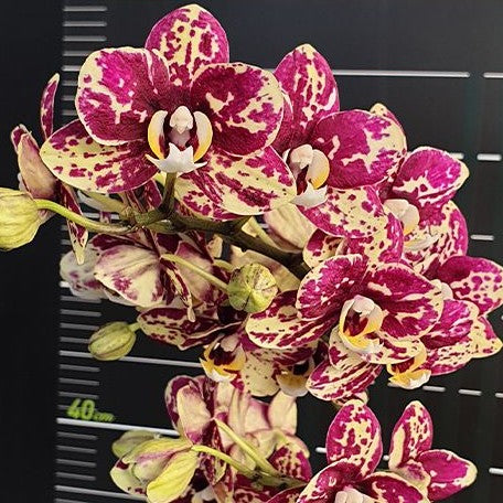 Phalaenopsis I Hsin Weston 2.5"