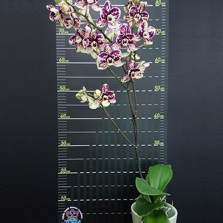 Phalaenopsis I Hsin Weston 2.5"