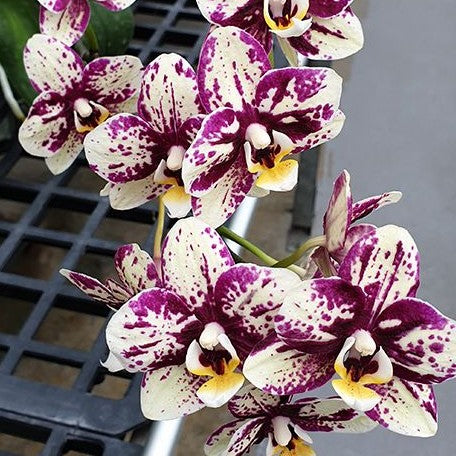 Phalaenopsis I Hsin Weston 2.5"