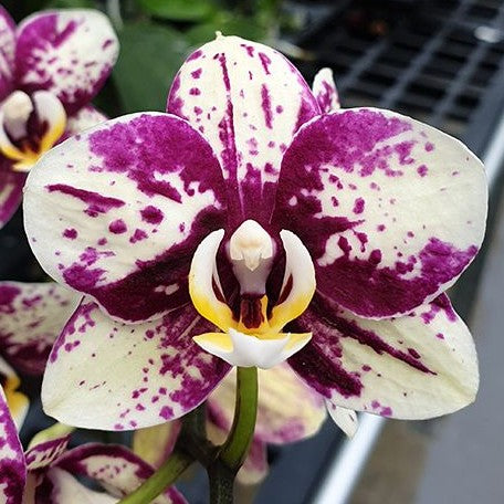 Phalaenopsis I Hsin Weston 2.5"