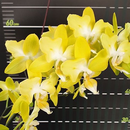 Phalaenopsis I Hsin Beaming Sun (peloric 2 eyes) 2.5"