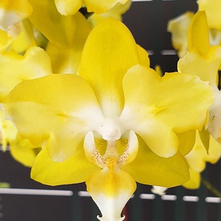 Phalaenopsis I Hsin Beaming Sun (peloric 2 eyes) 2.5"