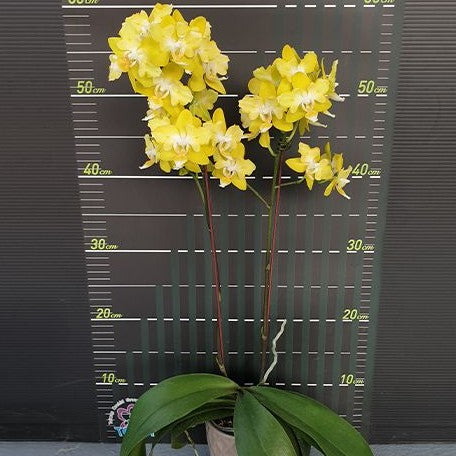 Phalaenopsis I Hsin Beaming Sun (peloric 2 eyes) 2.5"