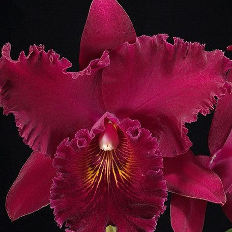 Brassolaeliocattleya Chia Lin 'New City' 2.5"