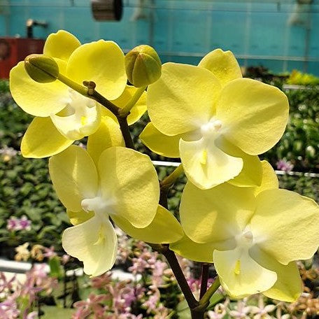 Phalaenopsis (Tying Shin Melody × KS Big Johnson) '1279' 2.5"