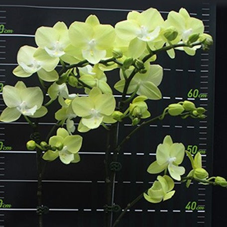 Phalaenopsis (Tying Shin Melody × KS Big Johnson) '1279' 2.5"