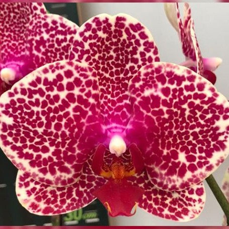 Phalaenopsis OX Red Sesame 2.5"