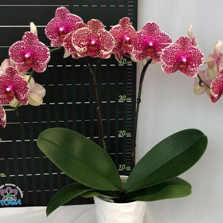 Phalaenopsis OX Red Sesame 2.5"